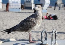 Einbruch in ein Eiscafé