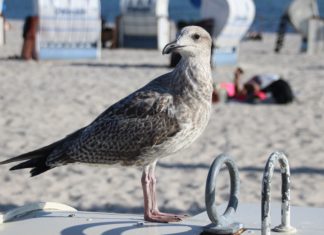 Einbruch in ein Eiscafé
