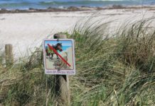 Hund und Pferd am Strand