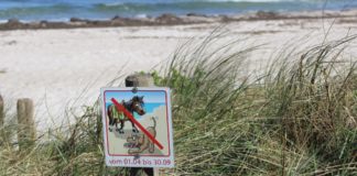 Hund und Pferd am Strand