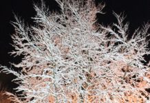 Amtliche Warnung vor Frost im Norden