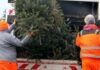 Kostenlose Weihnachtsbaum-Abfuhr ab 8. Januar