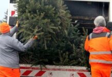 Kostenlose Weihnachtsbaum-Abfuhr ab 8. Januar