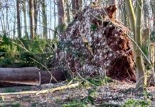 Wer macht denn so etwas? Hundewelpen getötet und im Wald vergraben