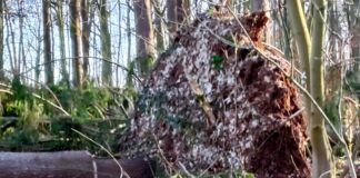 Wer macht denn so etwas? Hundewelpen getötet und im Wald vergraben