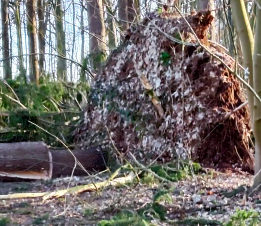 Wer macht denn so etwas? Hundewelpen getötet und im Wald vergraben