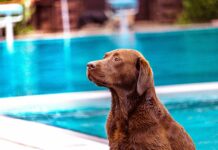 Hundebaden in den Lübecker Freibädern