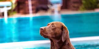 Hundebaden in den Lübecker Freibädern