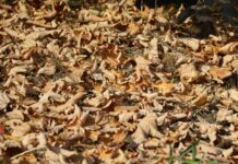 Laubaktion in Stockelsdorf startet am 16. Oktober