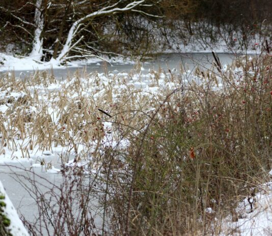 Ab Donnerstagmorgen erneut Schnee und Dauerfrost