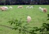 Aktion Naturerlebnis feiert Jubiläum