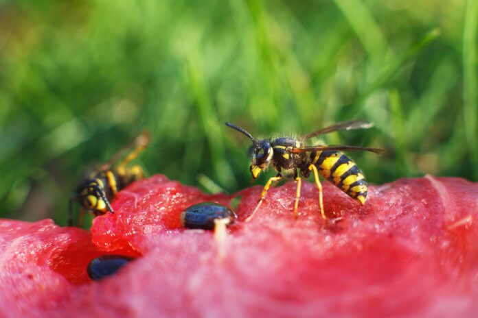 Insektenstiche_2025