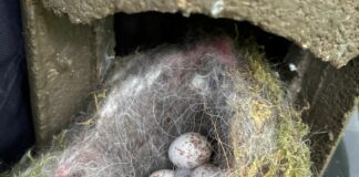 BUKS reinigt Nistkästen – mit tierisch erfreulichen Ergebnissen