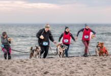 Crossdog on the Beach in Grömitz