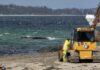 Alle bangen um den Wal: Rettungsarbeiten vor Niendorf dauern an