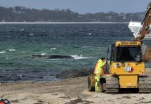 Alle bangen um den Wal: Rettungsarbeiten vor Niendorf dauern an