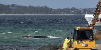 Alle bangen um den Wal: Rettungsarbeiten vor Niendorf dauern an