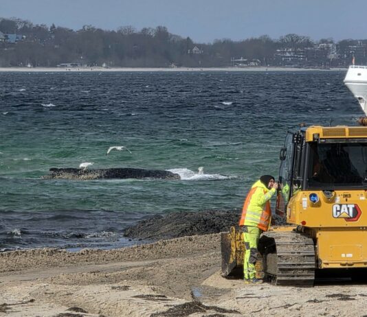 Alle bangen um den Wal: Rettungsarbeiten vor Niendorf dauern an