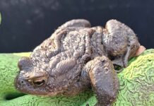 Amphibienzaun in der Wohldstraße in Timmendorfer Strand steht wieder