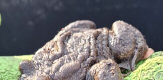 Amphibienzaun in der Wohldstraße in Timmendorfer Strand steht wieder