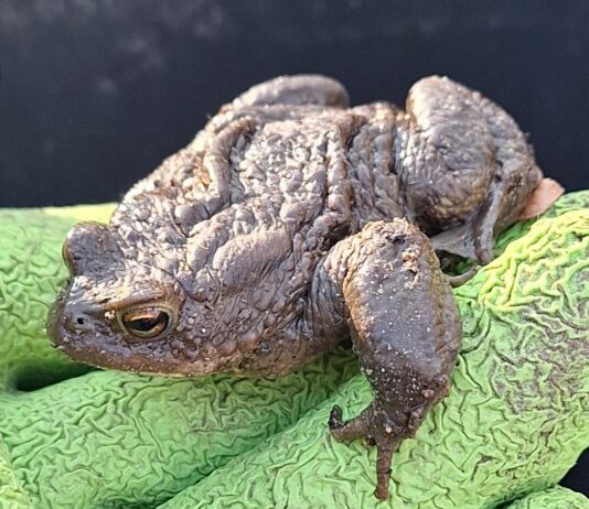 Amphibienzaun in der Wohldstraße in Timmendorfer Strand steht wieder
