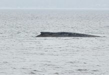 Neuer Anlauf, um den Wal vor Niendorf zu retten