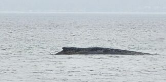 Neuer Anlauf, um den Wal vor Niendorf zu retten
