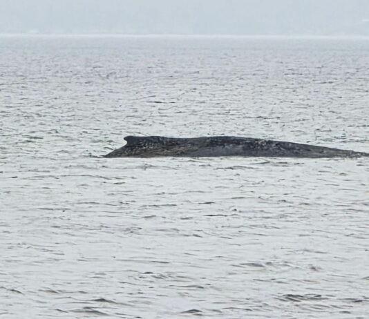 Neuer Anlauf, um den Wal vor Niendorf zu retten