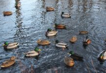 Hansestadt Lübeck appelliert: Keine Fütterung von Wasservögeln und Fischen