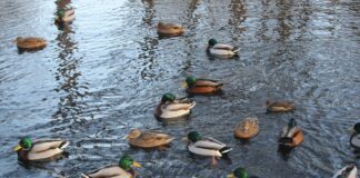 Hansestadt Lübeck appelliert: Keine Fütterung von Wasservögeln und Fischen