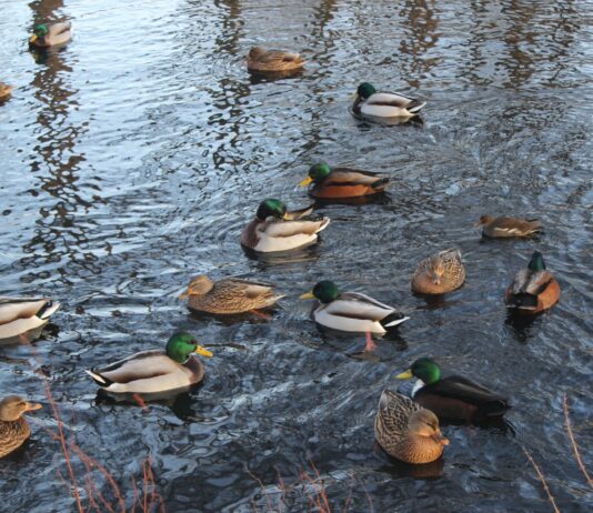 Hansestadt Lübeck appelliert: Keine Fütterung von Wasservögeln und Fischen