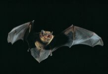 Fledermaus-Safari im Eutiner Schlossgarten