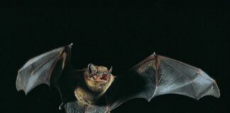 Fledermaus-Safari im Eutiner Schlossgarten