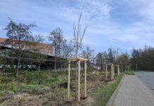 152 neue Bäume in der Gemeinde Timmendorfer Strand