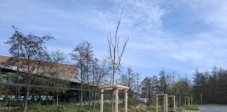 152 neue Bäume in der Gemeinde Timmendorfer Strand