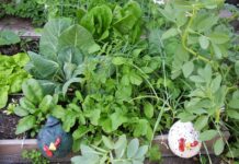 Bildvortrag: Biointensiver Gemüseanbau mit Permakultur im Hausgarten