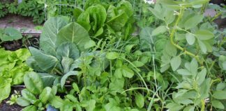 Bildvortrag: Biointensiver Gemüseanbau mit Permakultur im Hausgarten