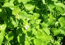 Wildkräuter: Die erste Ernte