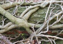 „Die Kraft der Bäume – Ein Erlebnisspaziergang”