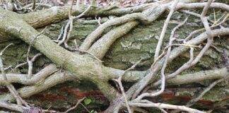 „Die Kraft der Bäume – Ein Erlebnisspaziergang”