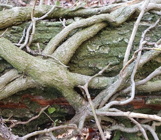 „Die Kraft der Bäume – Ein Erlebnisspaziergang”