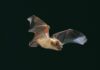 Fledermaus-Safari im Eutiner Seeschaarwald