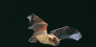 Fledermaus-Safari im Eutiner Seeschaarwald