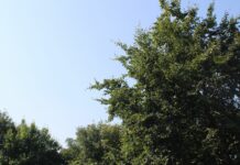 Amtliche Warnung vor schweren Sturmböen