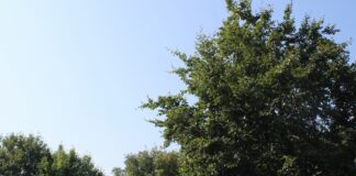 Amtliche Warnung vor schweren Sturmböen
