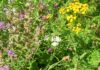 Wiesenblumen bei der halben Stunde Pflanzenkunde