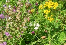 Wiesenblumen bei der halben Stunde Pflanzenkunde