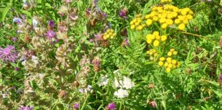 Wiesenblumen bei der halben Stunde Pflanzenkunde