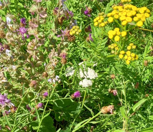 Wiesenblumen bei der halben Stunde Pflanzenkunde