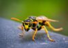 Insektenstiche: 401 ambulante Behandlungen im Kreis Ostholstein